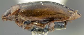 Media type: image;   Entomology 5992 Aspect: habitus lateral view